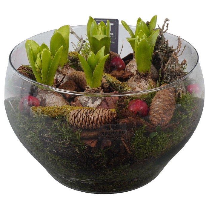 <h4>Arr.  Hyacinthus H%</h4>