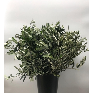 OLEA EUROPAEA 400G