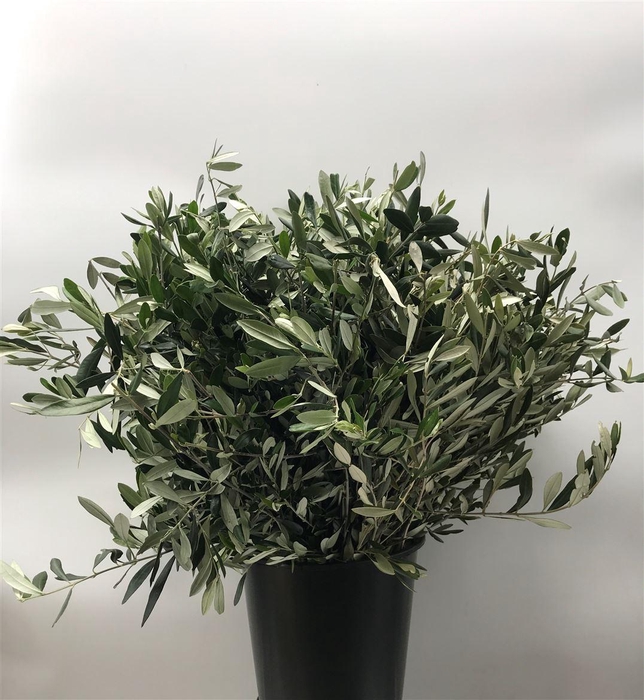 <h4>OLEA EUROPAEA 400G</h4>