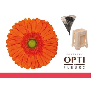 Gerbera Atlanta Water