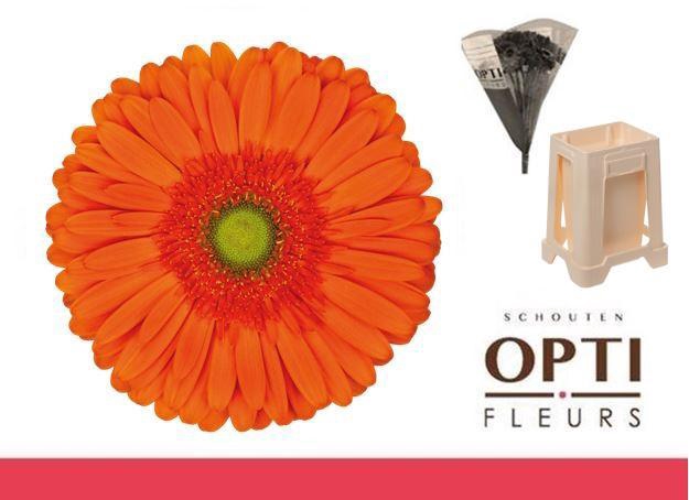 <h4>Gerbera Atlanta Water</h4>