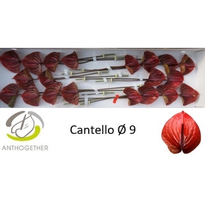 Anthurium Cantello