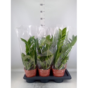 Zamioculcas zamiifolia 'Pixie'