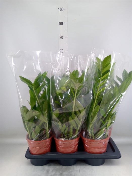 <h4>Zamioculcas zamiifolia 'Pixie'</h4>