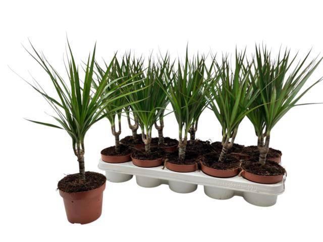 <h4>DRA MARGINATA</h4>