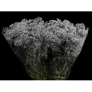 Gyps Xlence Xmas Silver X25 40gr