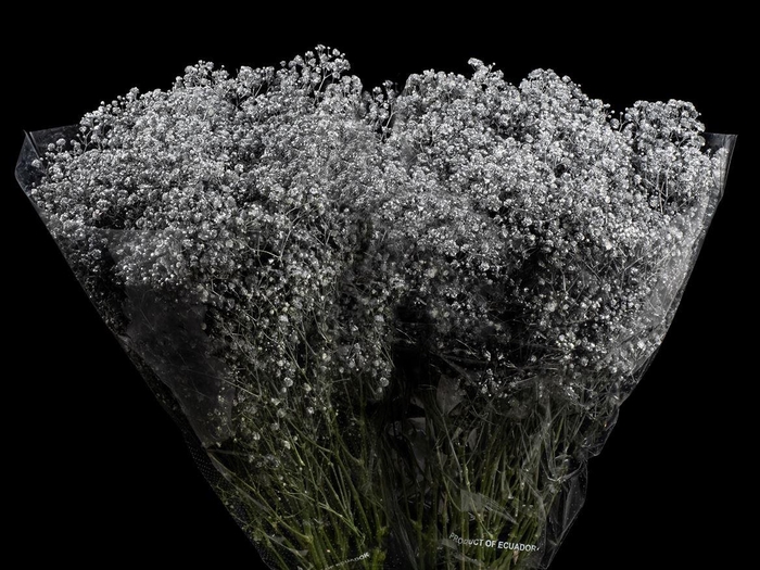 <h4>Gyps Xlence Xmas Silver X25 40gr</h4>