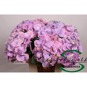 Hydrangea cassanova