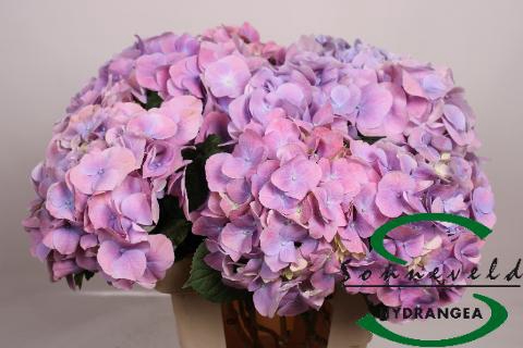 <h4>Hydrangea cassanova</h4>
