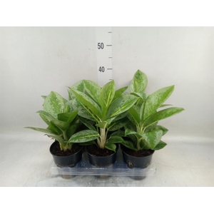 Aglaonema  'Lemon Mint'