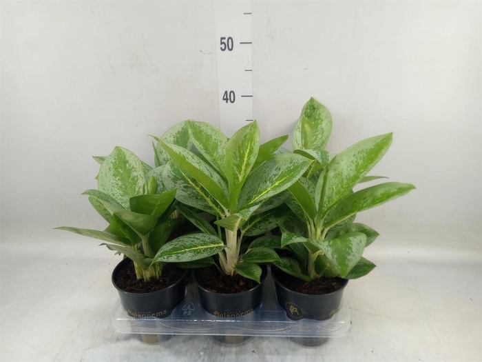 <h4>Aglaonema  'Lemon Mint'</h4>