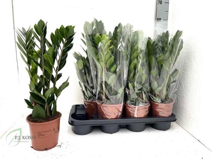 <h4>ZAMIO ZAMIIFOLIA</h4>