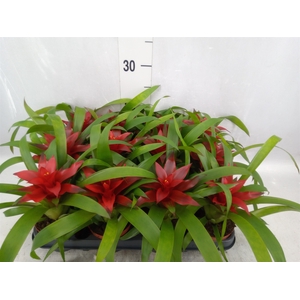 Guzmania  'Blitz'