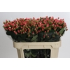 Hypericum Sweet Romance