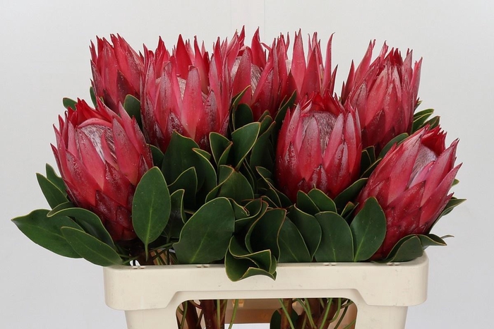 <h4>PROTEA CY MADIBA</h4>