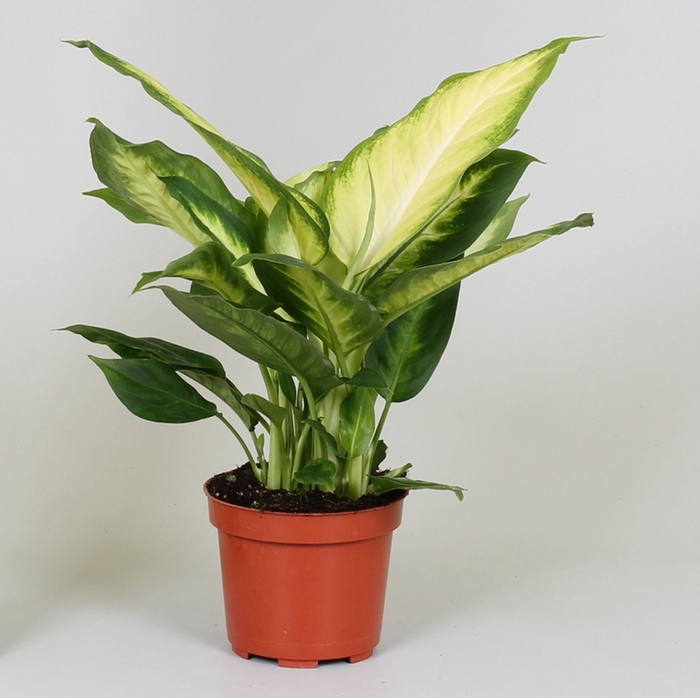 Dieffenbachia Bertina