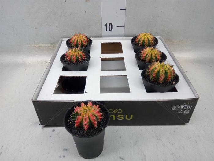 <h4>Gymnocalycium mihanov. 'Japan'  mix</h4>