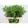 PHYSALIS LAMPION GREEN PER STEM