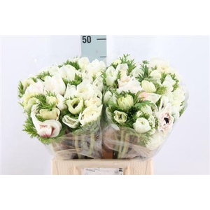 Anemoon Carillon White Double