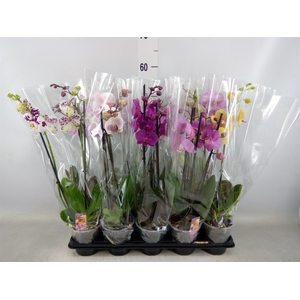 Phalaenopsis   ...mix  2