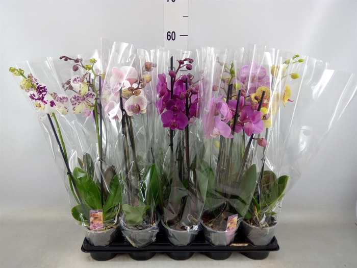 <h4>Phalaenopsis   ...mix  2</h4>