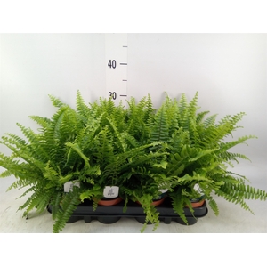 Nephrolepis exal. 'Green Lady'