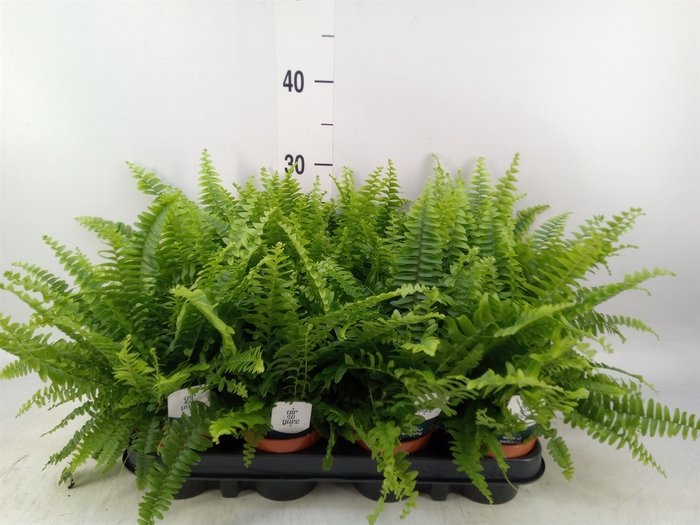 <h4>Nephrolepis exal. 'Green Lady'</h4>