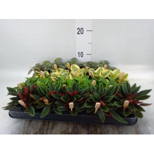 Peperomia   ...mix