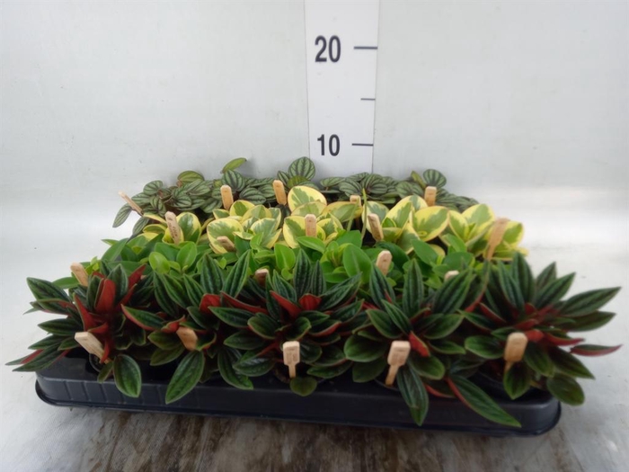<h4>Peperomia   ...mix</h4>
