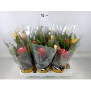 Guzmania  'Priscilla'