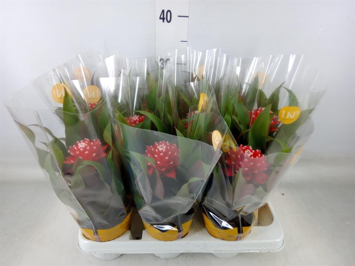 <h4>Guzmania  'Priscilla'</h4>