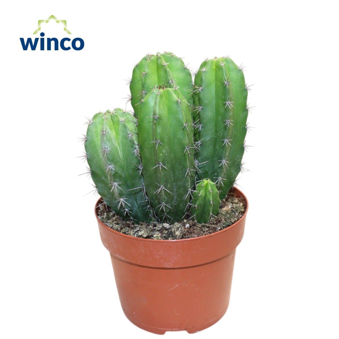 <h4>Polaskia Chula</h4>