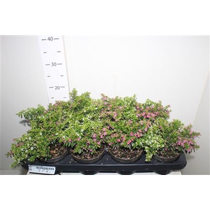 Cuph Hyss Gem In Pot