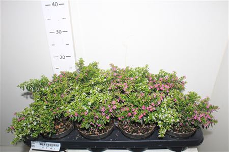 <h4>Cuph Hyss Gem In Pot</h4>