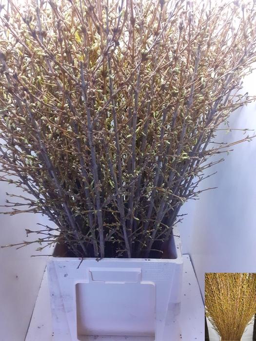 <h4>FORSY I SPECTABILIS</h4>