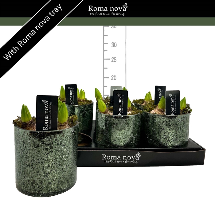 <h4>Arr.  Hyacinthus L%</h4>