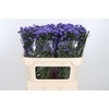 Aster Dark Milka