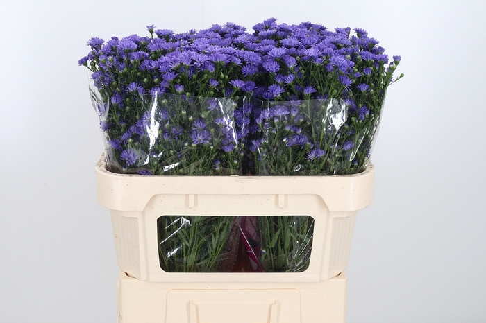 <h4>Aster Dark Milka</h4>