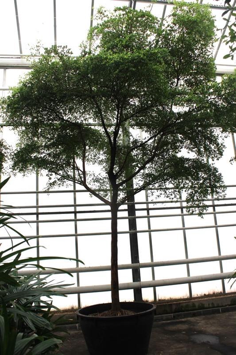 <h4>Bucida buceras</h4>