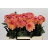 Dahlia Chanel