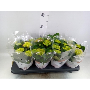 Hydrangea mac.   ...mix
