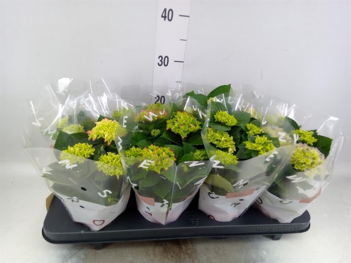<h4>Hydrangea mac.   ...mix</h4>