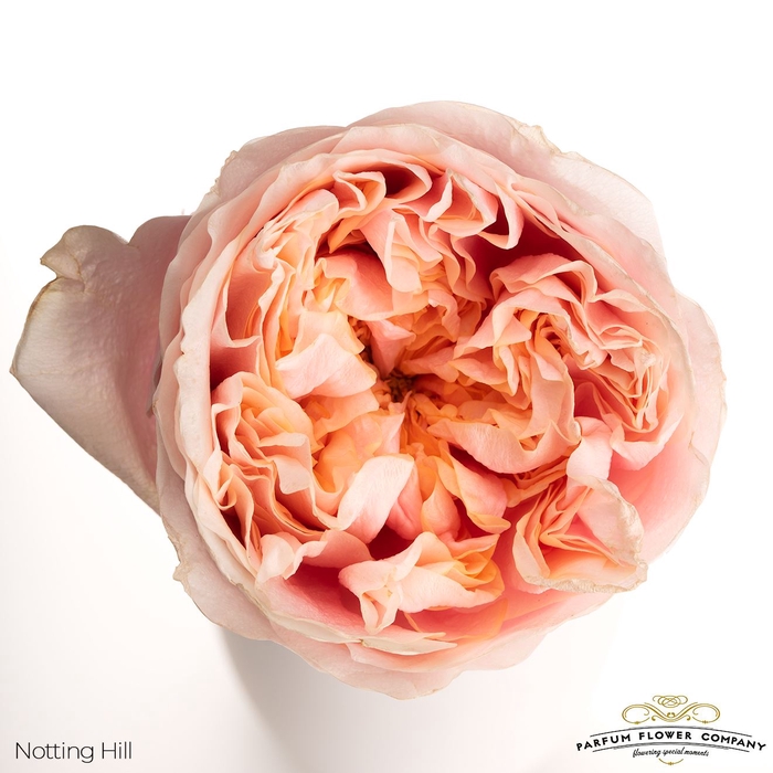 <h4>Rosa GR 'Notting Hill'</h4>