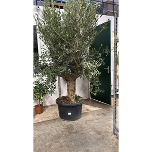 OLEA EUROPAEA