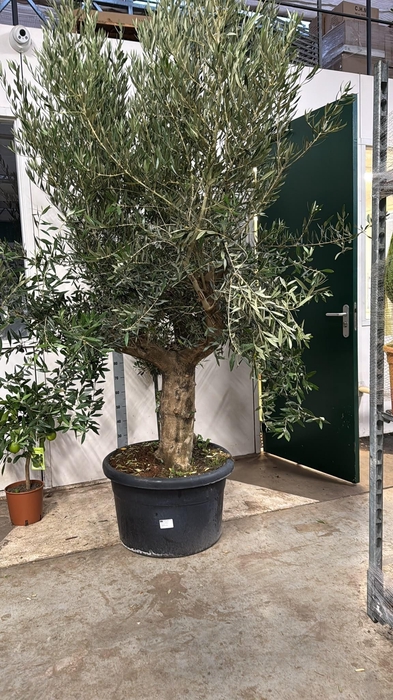<h4>OLEA EUROPAEA</h4>