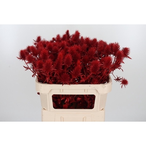 Eryn Supernova Kl Bh Rood
