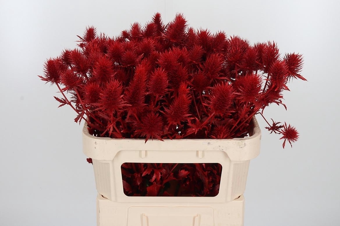 <h4>Eryn Supernova Kl Bh Rood</h4>