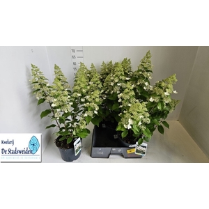 HYDR PANICULATA