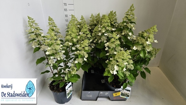 <h4>HYDR PANICULATA</h4>