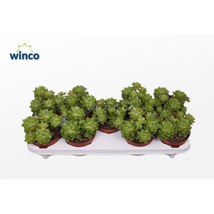 Echeveria Dusty Rose